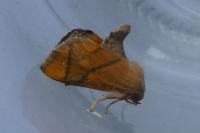 Apoda limacodes