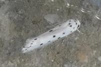 Ethmia terminella