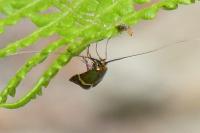 Adela australis
