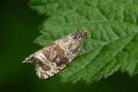 Celypha lacunana
