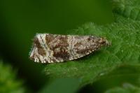 Celypha lacunana