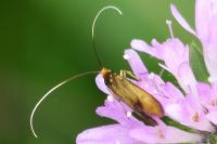 Nemophora metallica