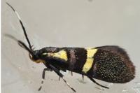 Dasycera oliviella