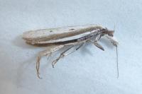 Pleurota bicostella