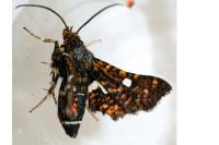 Thyris fenestrella