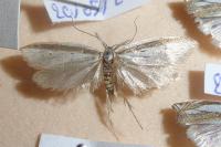 Pleurota bicostella