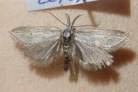 Minetia adamczewskii
