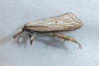 Minetia adamczewskii