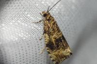 Celypha lacunana