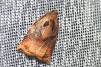 Archips podana