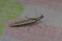 Pleurota aristella