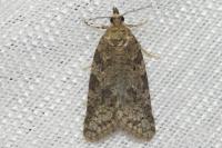 Cnephasia