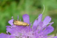 Nemophora metallica
