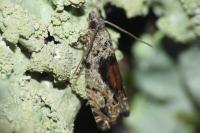 Epinotia nisella