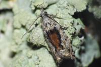 Epinotia nisella