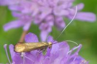 Nemophora metallica