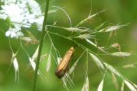 Nemophora metallica
