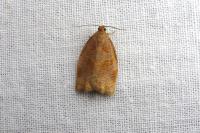 Archips rosana