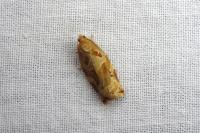 Archips xylosteana