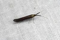 Coleophora
