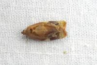 Ditula angustiorana
