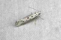 Ethmia terminella