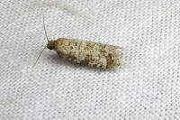 Isotrias stramentana