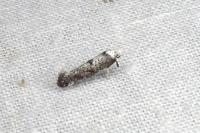 Paraswammerdamia albicapitella