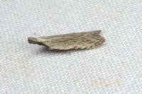 Anarsia spartiella
