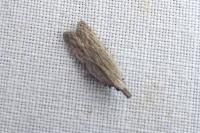 Anarsia spartiella