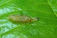 Heliozela resplendella