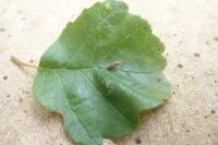 Coleophora serratella