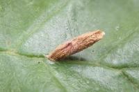 Coleophora serratella