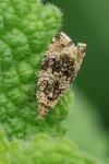 Celypha lacunana