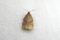 Archips rosana