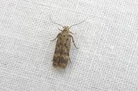 Bryotropha