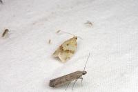 Clepsis consimilana