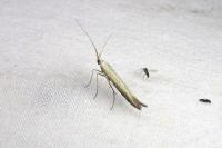 Coleophora