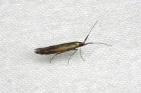 Coleophora