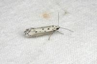 Ethmia terminella