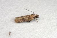 Exaeretia lutosella