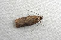 Exaeretia lutosella