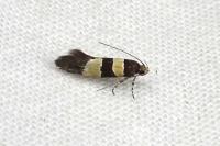 Goidanichiana jourdheuillella