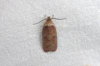 Agonopterix