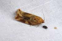 Archips xylosteana