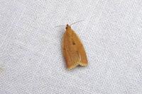 Clepsis consimilana
