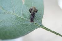 Coleophora anatipennella