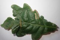 Stigmella