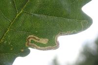 Stigmella