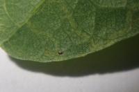 Stigmella